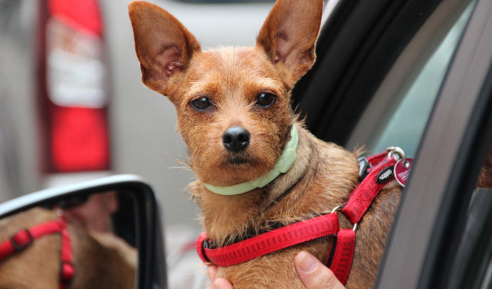 Road Trip! Transporting A Dog In A Car