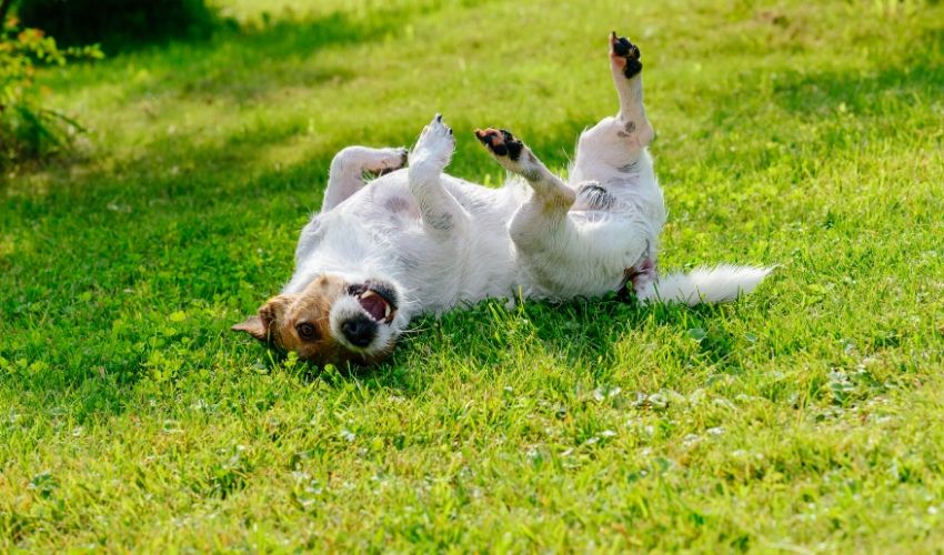 Controlling Fleas and Ticks on Your Pet