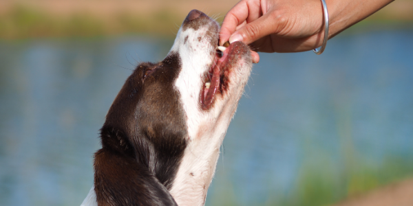 Benefits Of Pumpkin In Your Dogs Treats And Foods