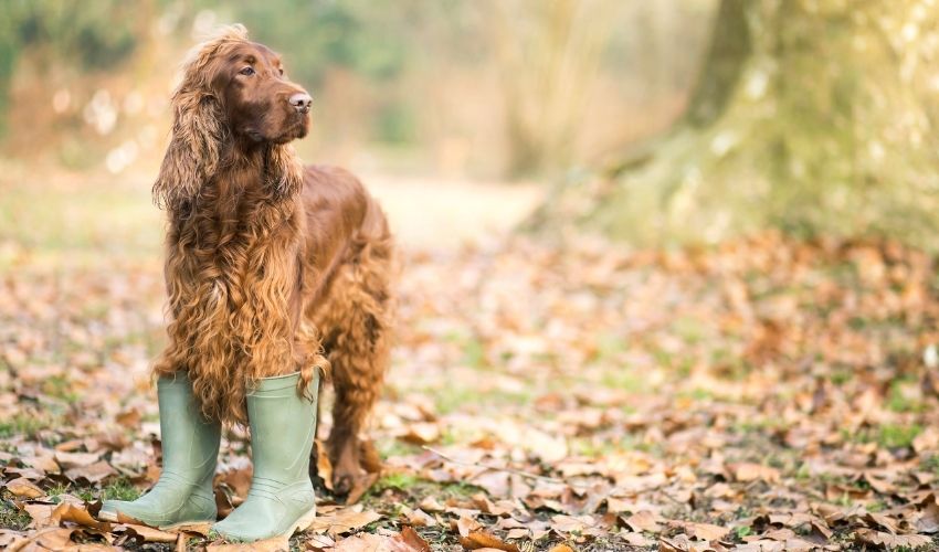 Fall Pet Safety Tips
