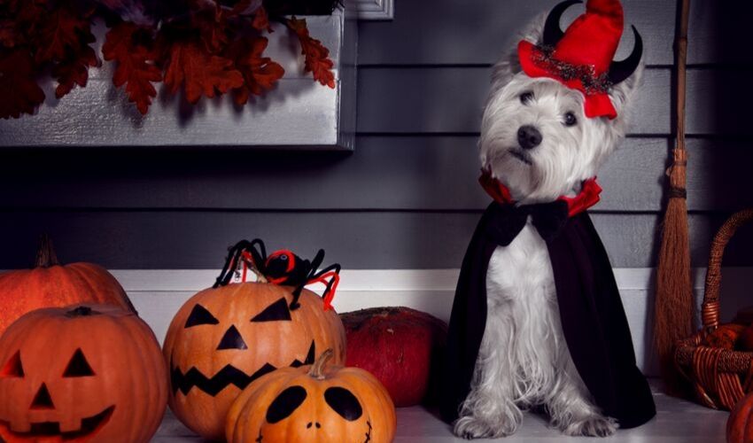 Keep Your Pets Safe While Trick-Or-Treating this Halloween