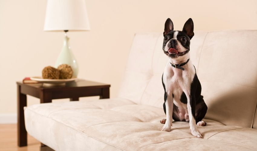 Indoor Activities to Keep Your Pet Busy in Winter