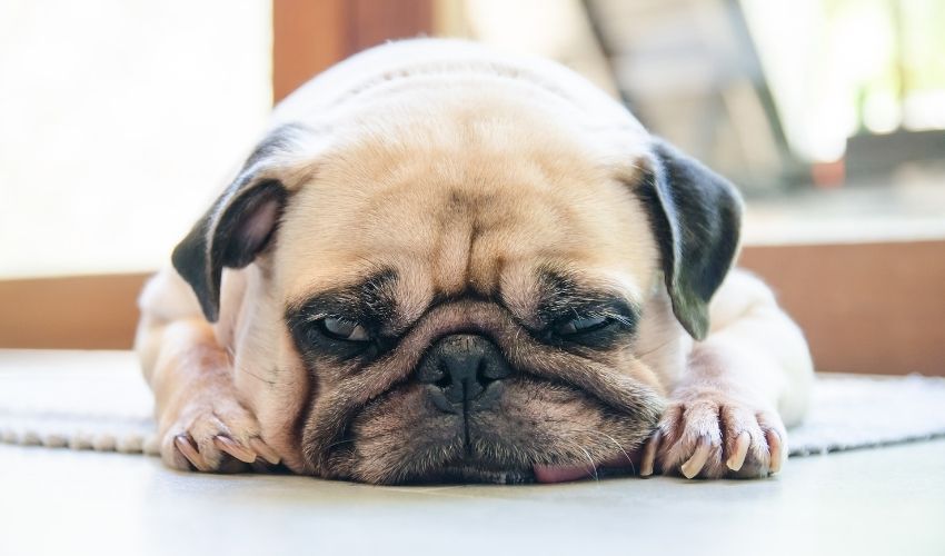 Follow These Steps If Your Pet Has an Anxiety Problem
