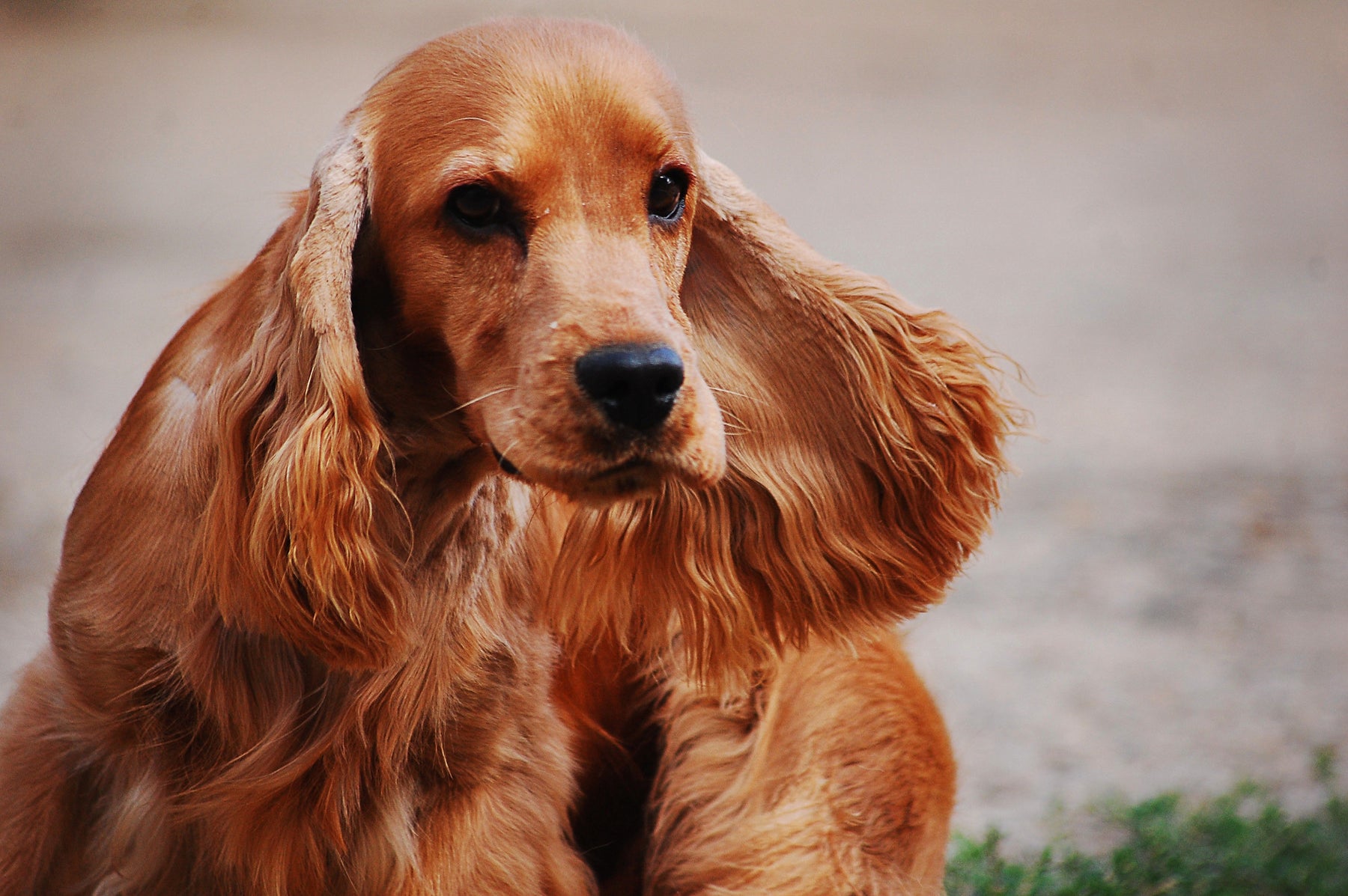 Why Nutrition Is Important for Healthy Skin and Coat