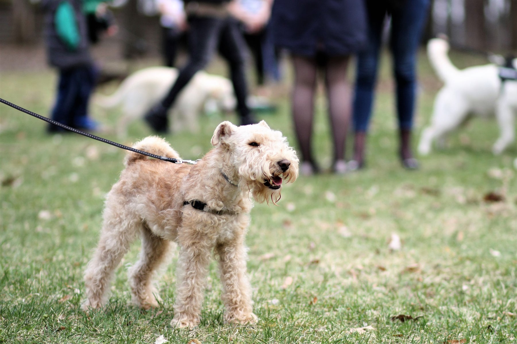 Do's and Don'ts For Dog Parks