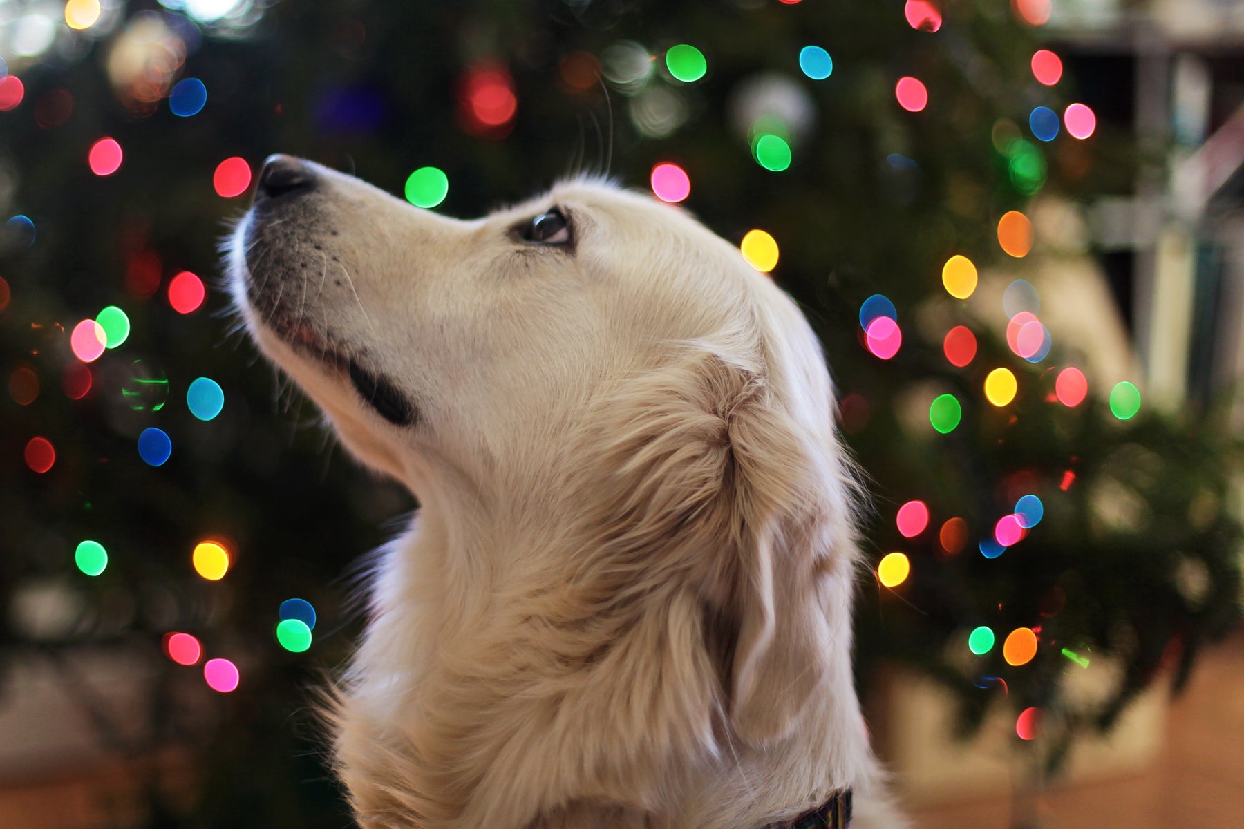 Holiday Travel Must-Haves With Pets