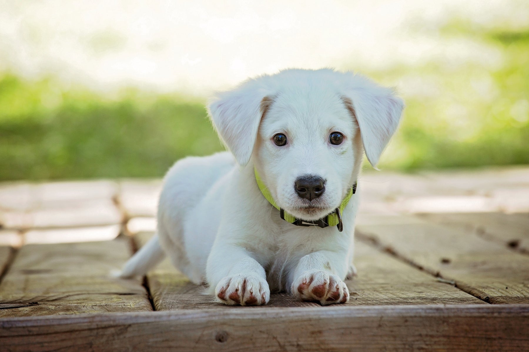 Is Your Puppy Ready for Adult Dog Food?