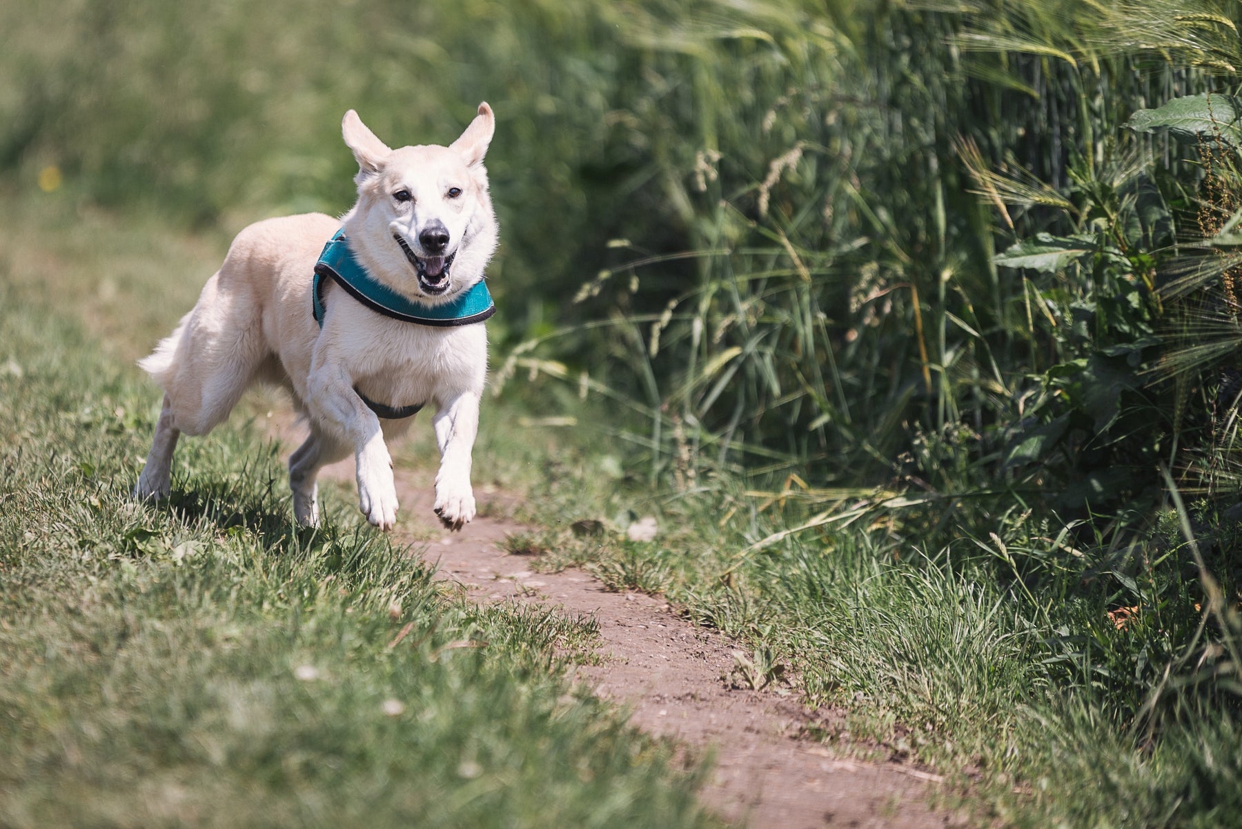 Fun, Cognitive Training Games for Dogs