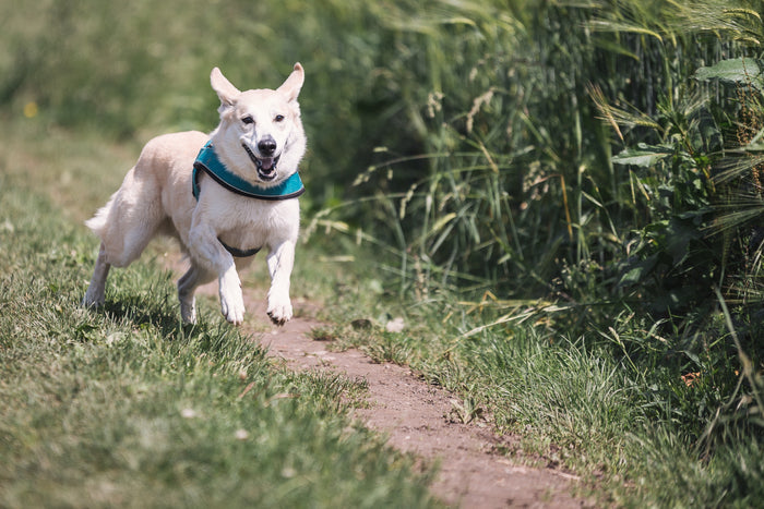 Fun, Cognitive Training Games for Dogs
