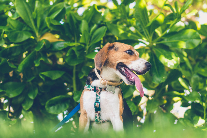 Spring Pet Care Tips