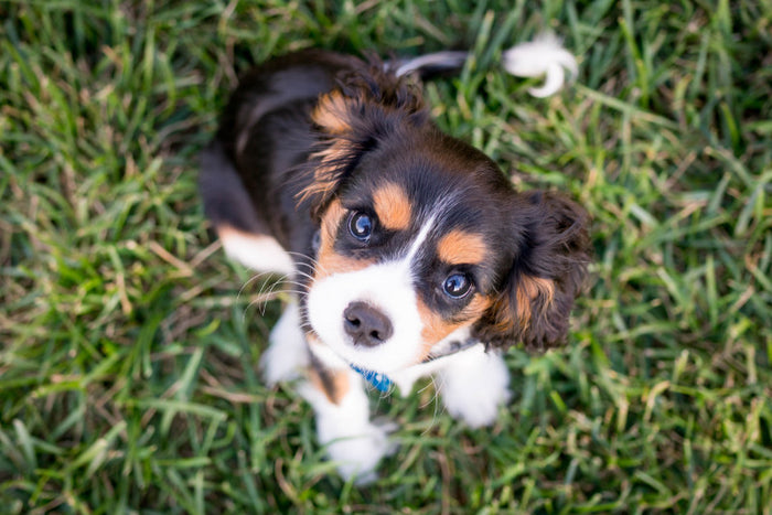 Feeding Tips for Your Puppy