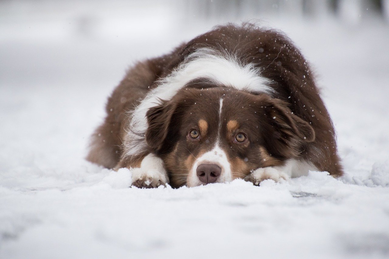 Keeping Pets Busy in Winter