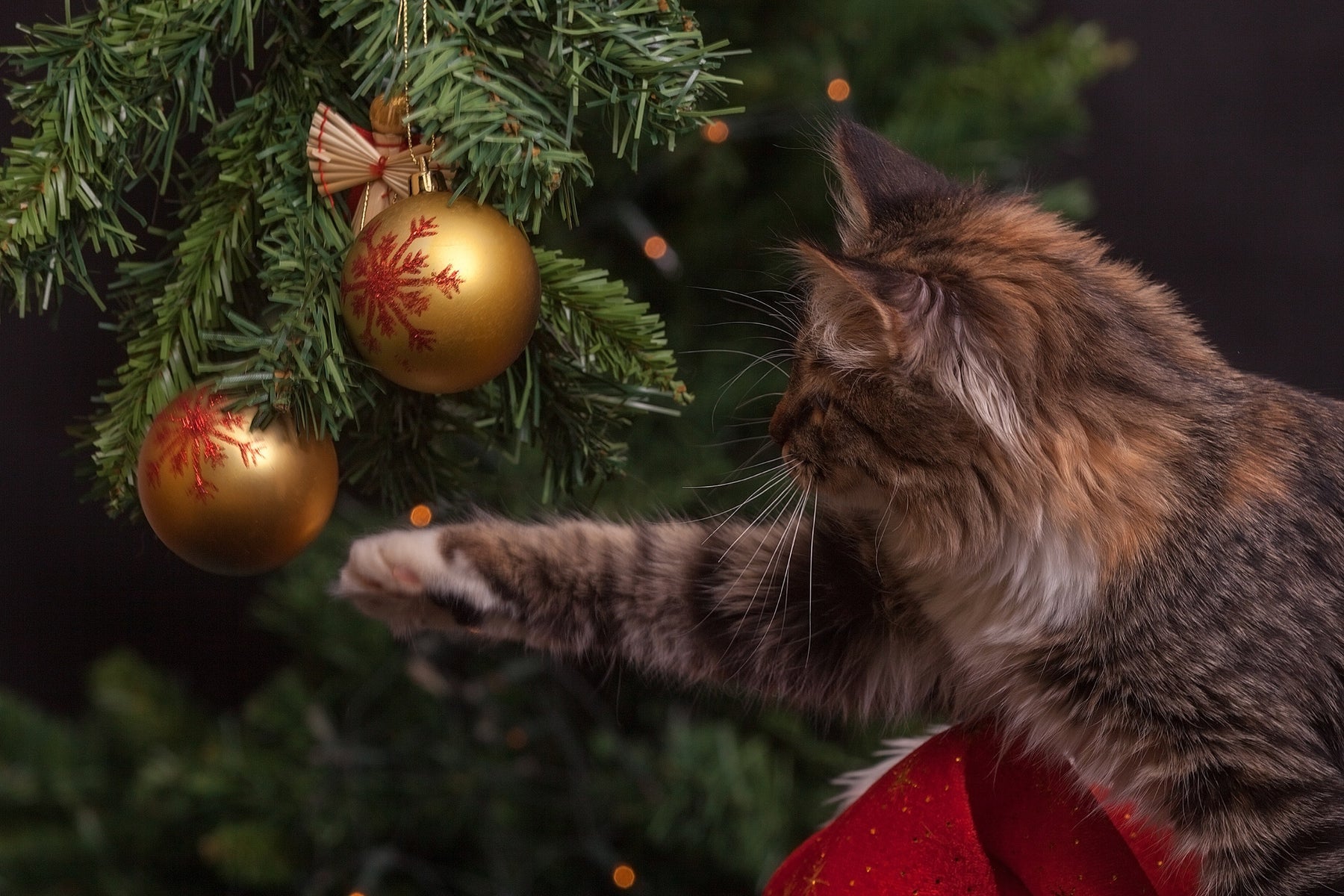 Holiday Food Dangers for Dogs and Cats