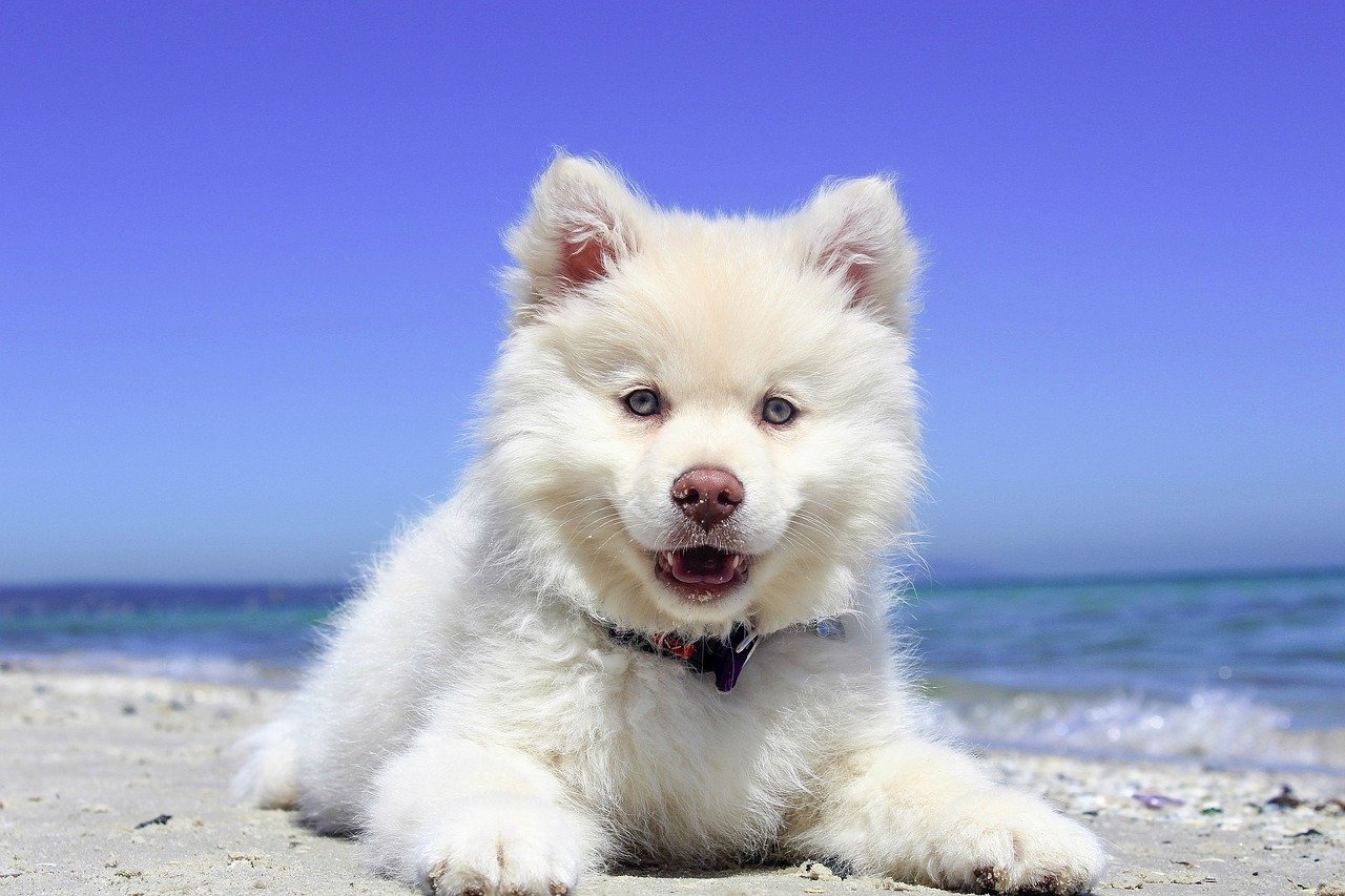 Can Pets Get Sunburned?