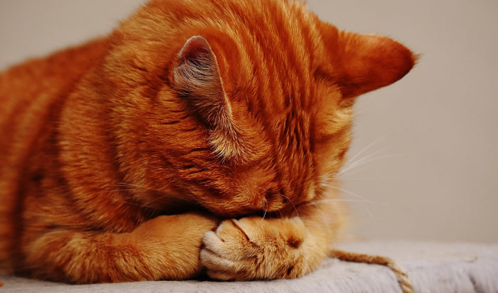 Controlling Fleas and Ticks on Your Pet