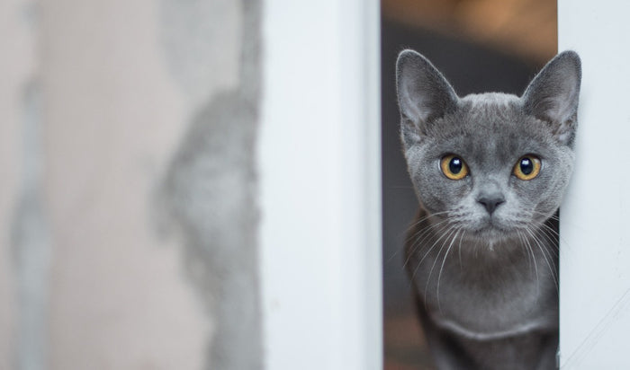 What Is Catnip and Why Do Cats Go Crazy for It?