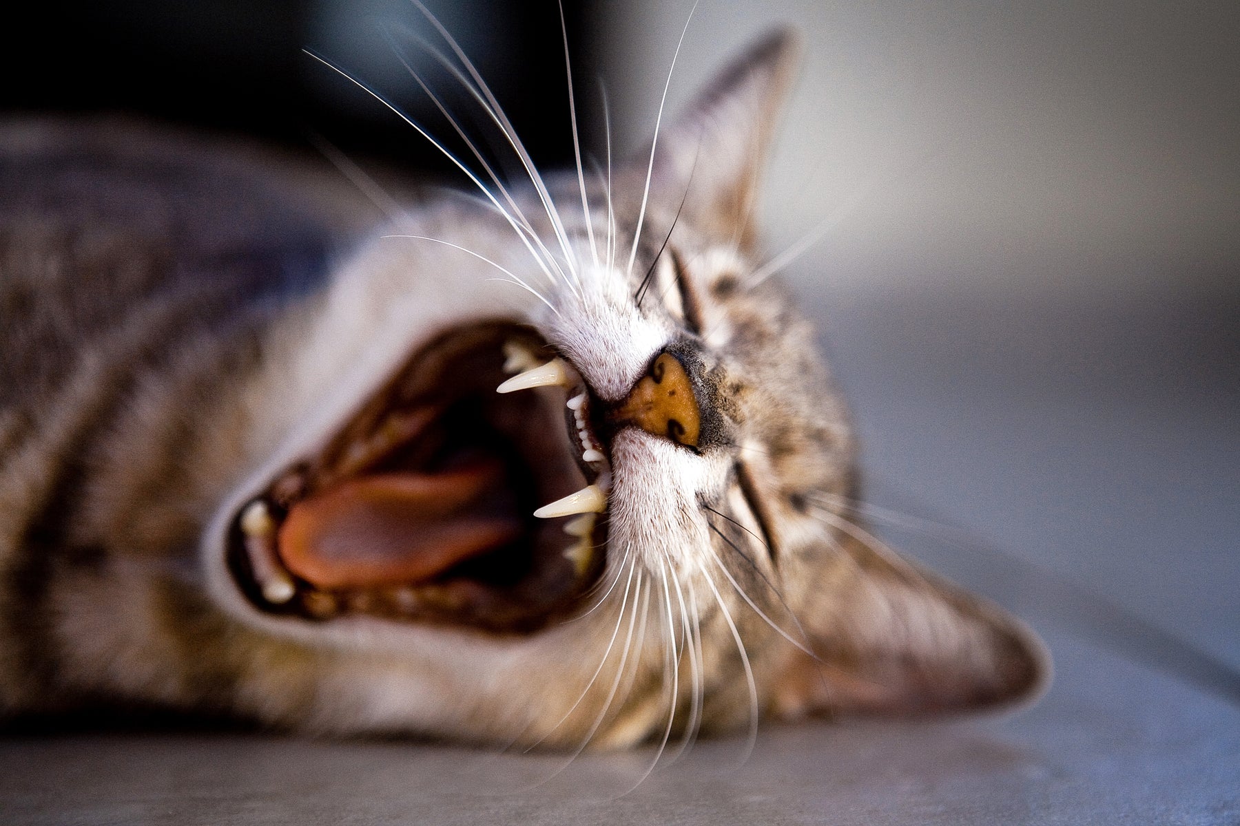 How Often Should I Clean My Pet's Teeth?