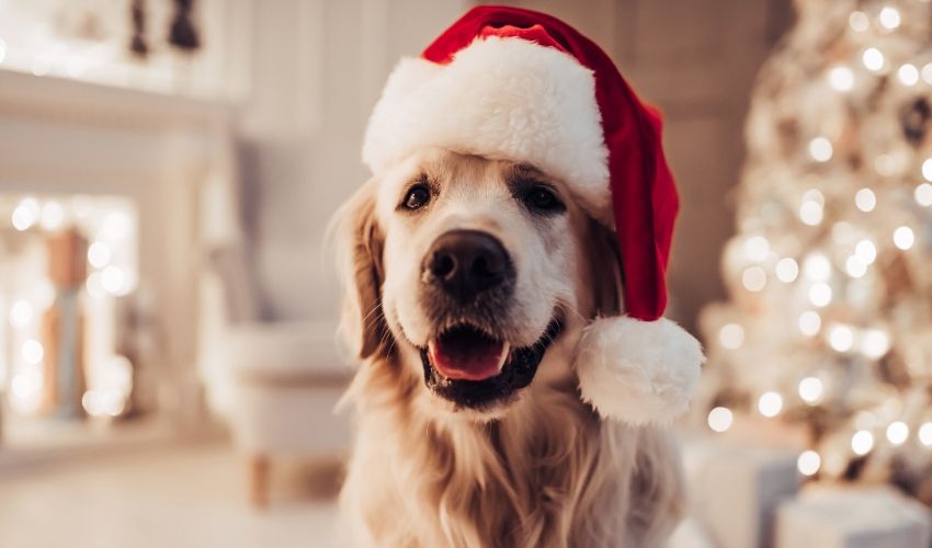 Holiday Food Dangers for Dogs and Cats