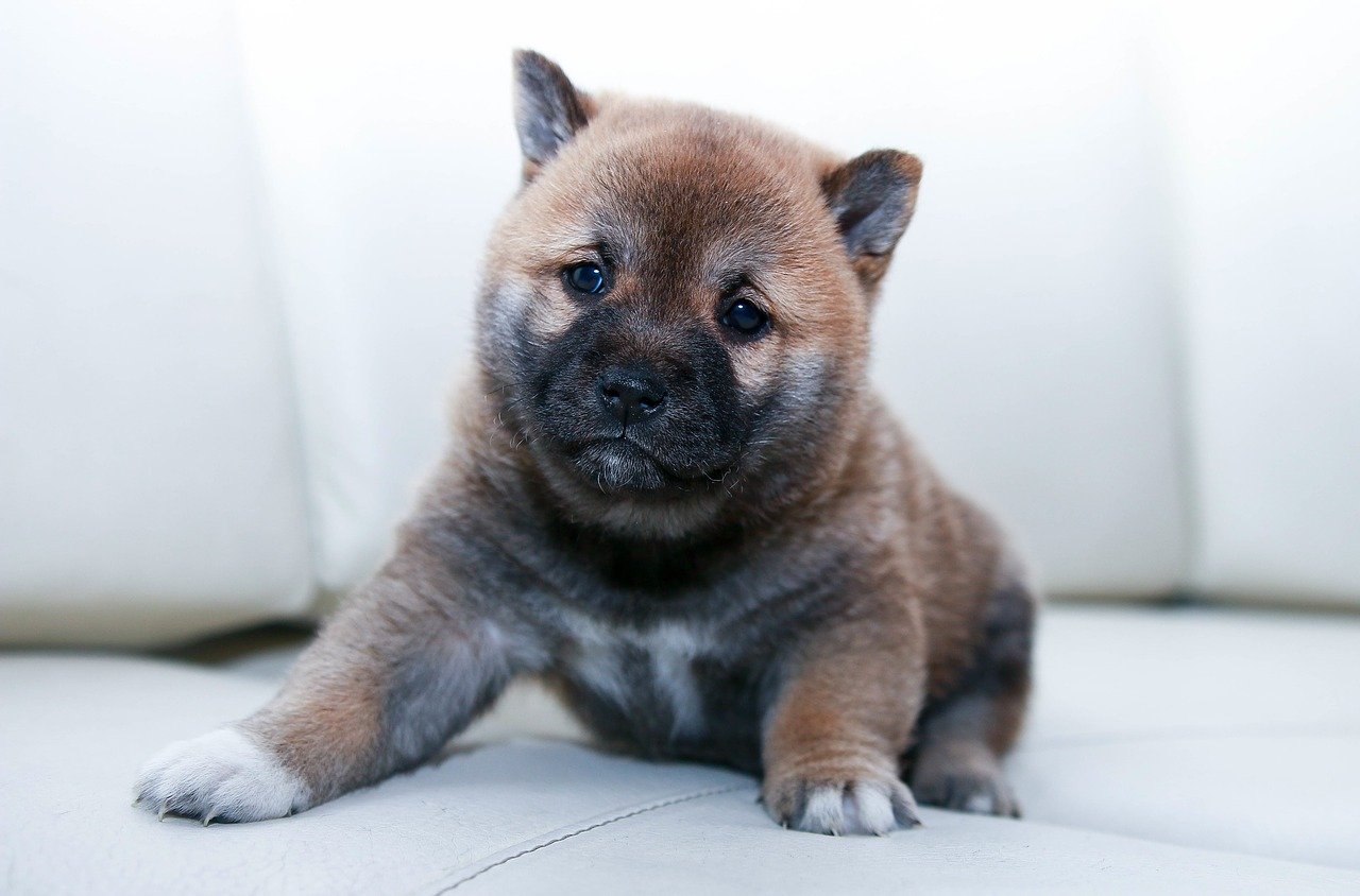 Is Your Puppy Ready for Adult Dog Food?