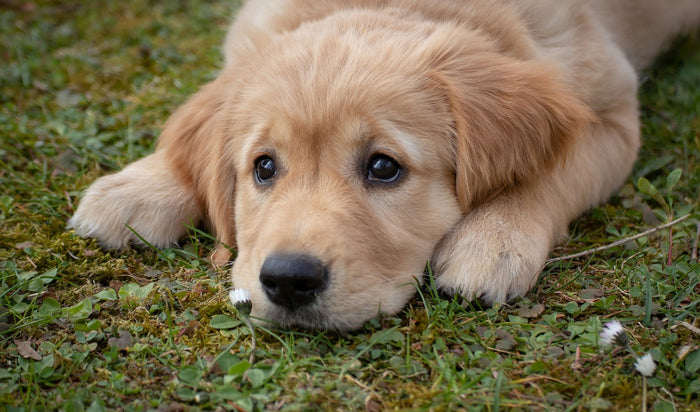 Why Do Dogs Eat Grass?