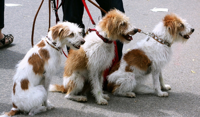 Teaching Your Dog to Heel