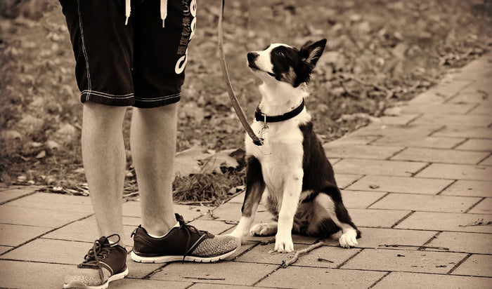 Using Gestures for Dog Training