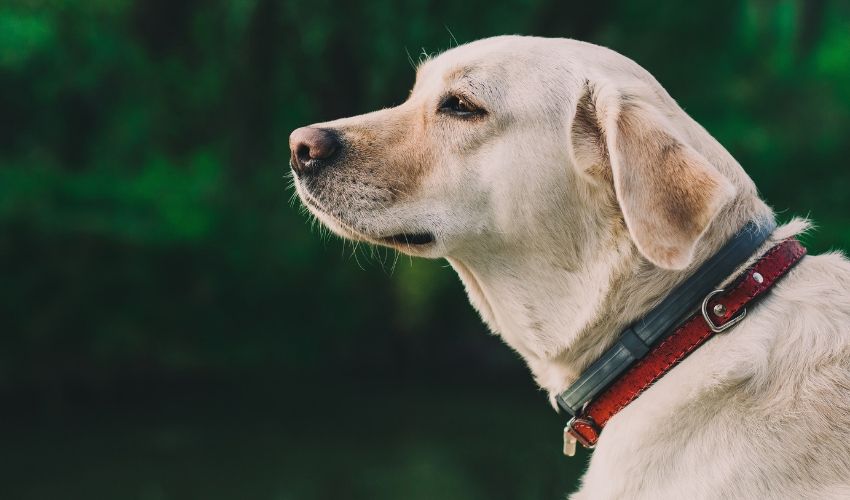 Why Every Dog Should Be Tagged