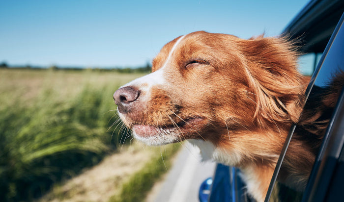 Hit the Road: Essential Summer Travel Gear for Your Pet