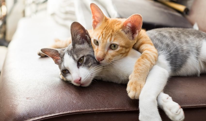 How to Introduce New Cats