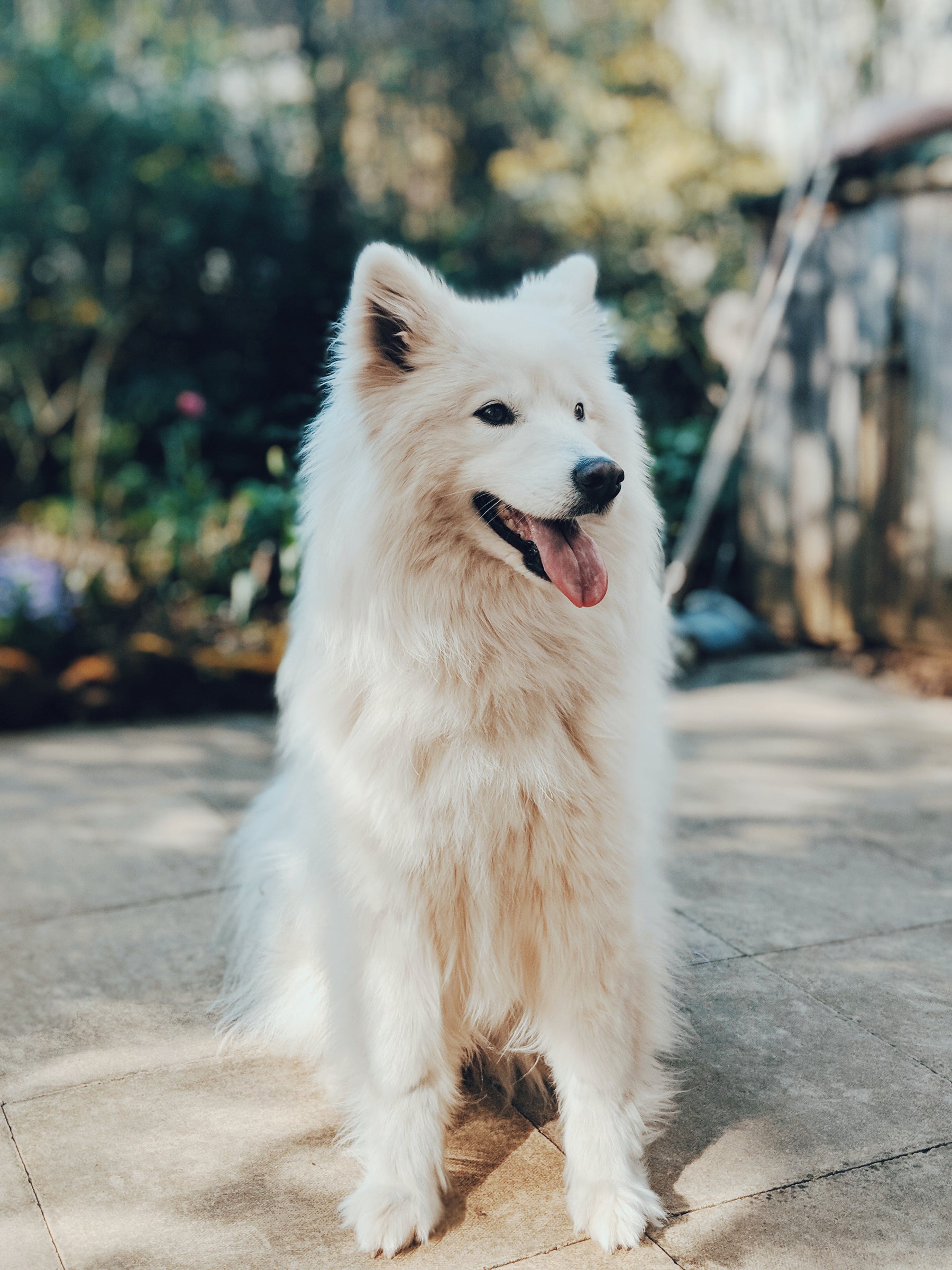 Healthy Dental Practices for Pets