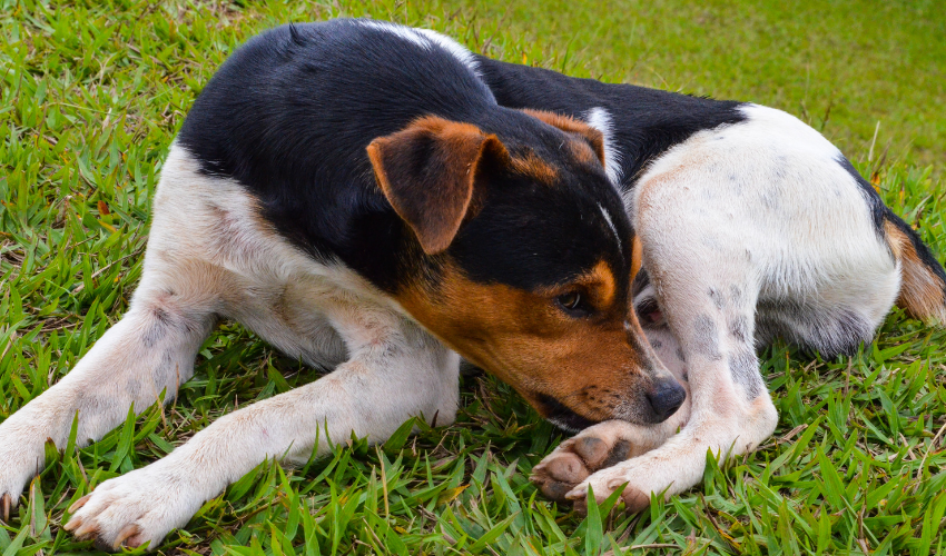 Detecting Allergies in Dogs