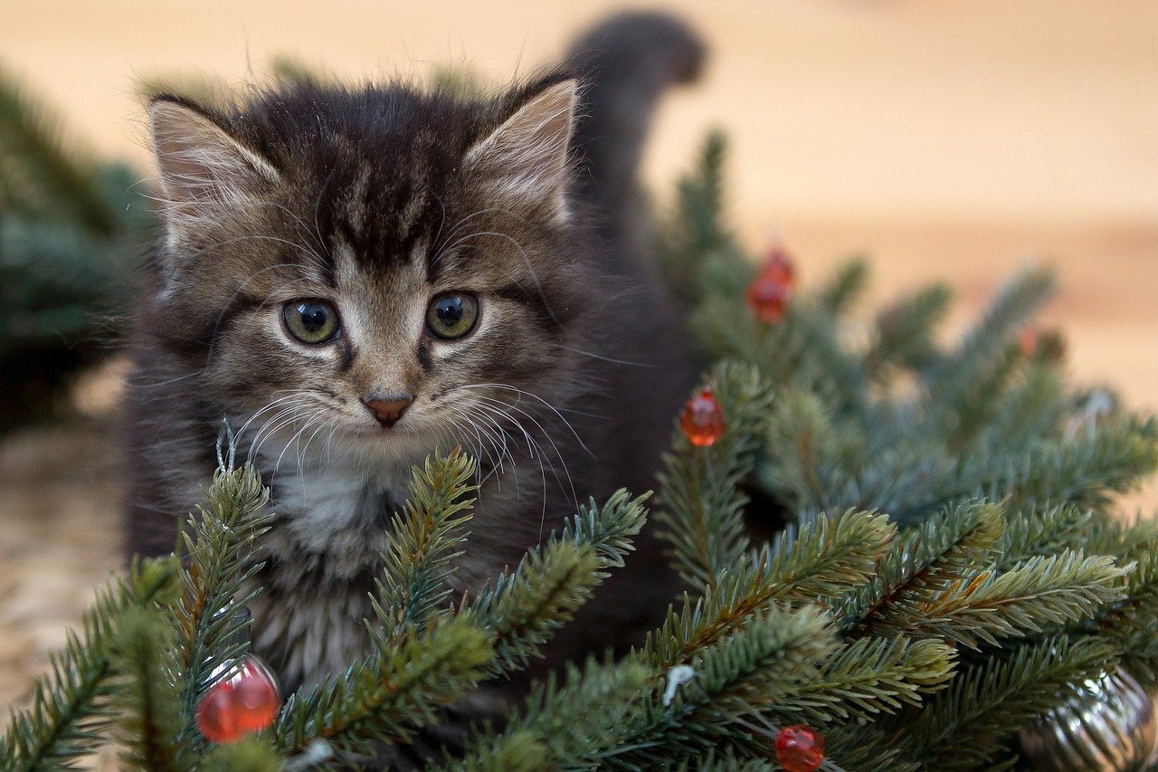 Tips to Keep Pets and Christmas Trees Separate