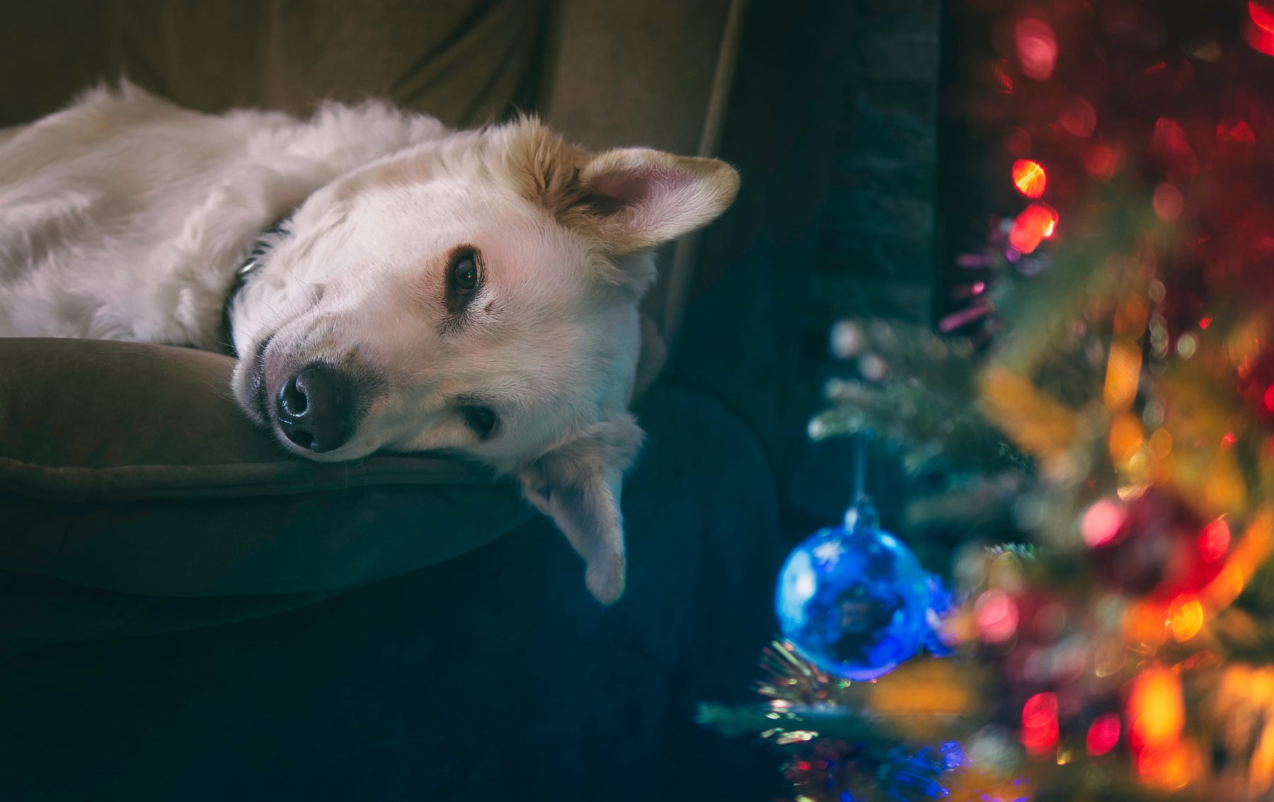 Doggy Danger: Beware of these Holiday Plants