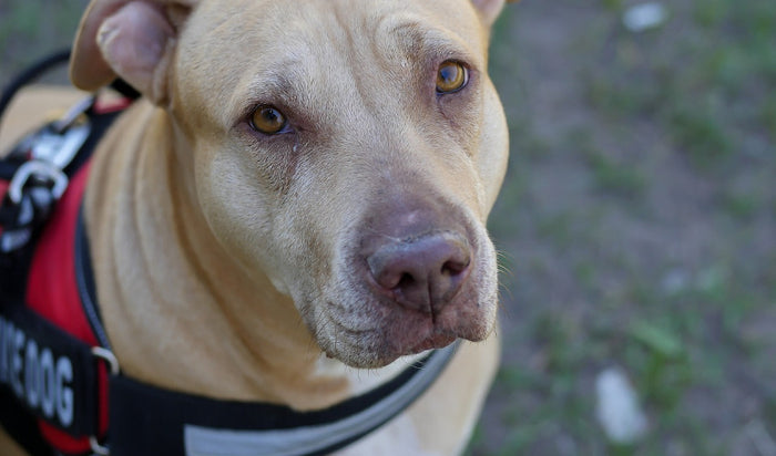 Service Dog Wearing Vest