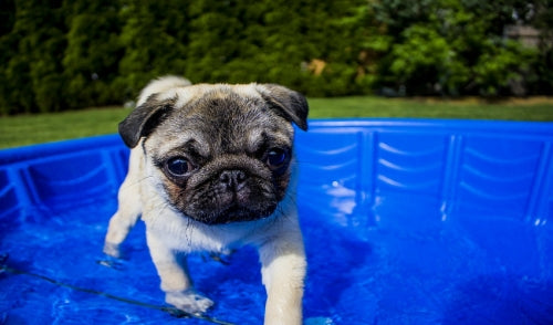 Cool Pet Tips for the Dog Days of Summer