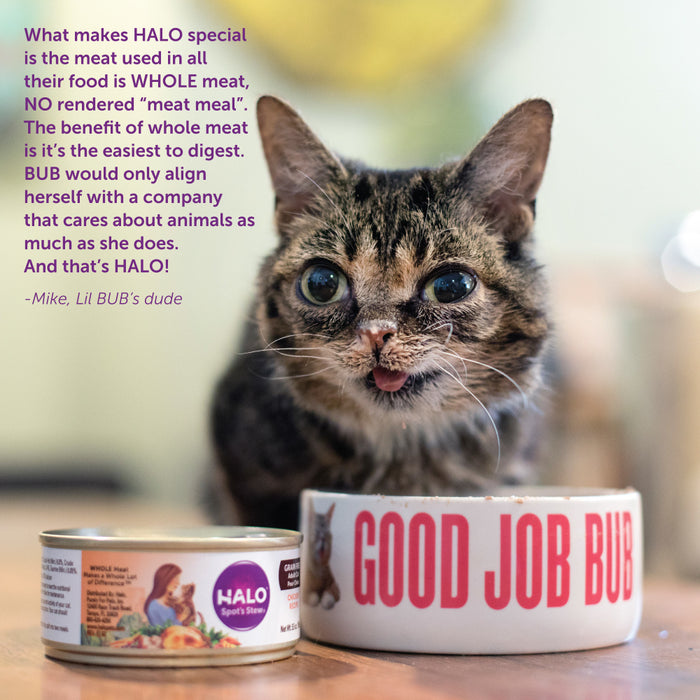 Halo Kitten Grain Free Chicken Recipe Pate Canned Cat Food