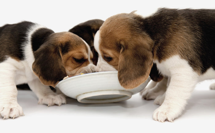 Feeding Tips for Your Puppy