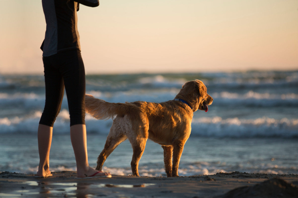 Pet Safety at the Beach