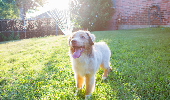 Backyard Fun: Creating a Pet-Friendly Outdoor Space
