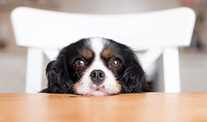 What We Need To Know About Feeding Dogs Table Scraps