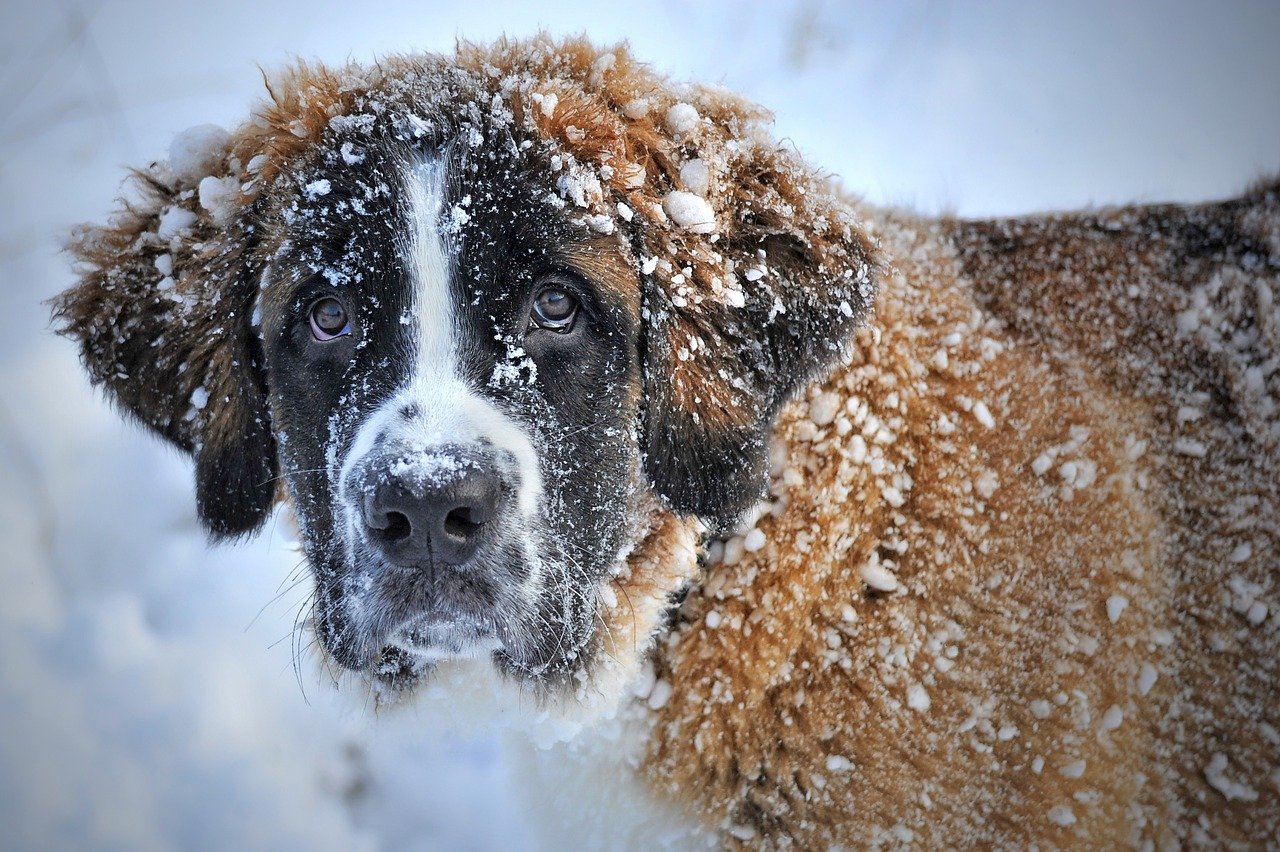  Cold Weather Safety for Pets