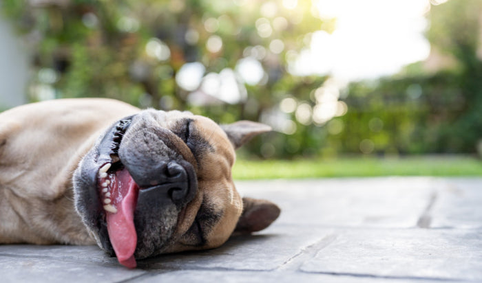 Keep Your Pet Cool: Must-Have Summer Accessories You Can Pick Up In-Store