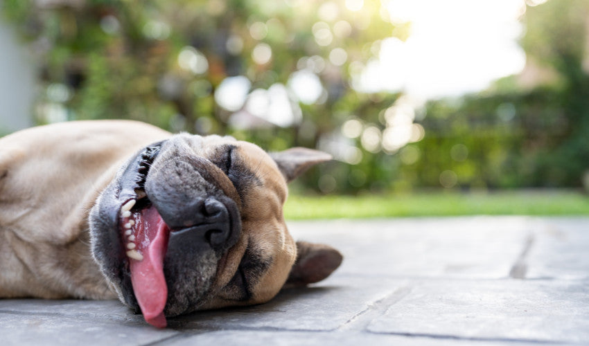 Keep Your Pet Cool: Must-Have Summer Accessories You Can Pick Up In-Store