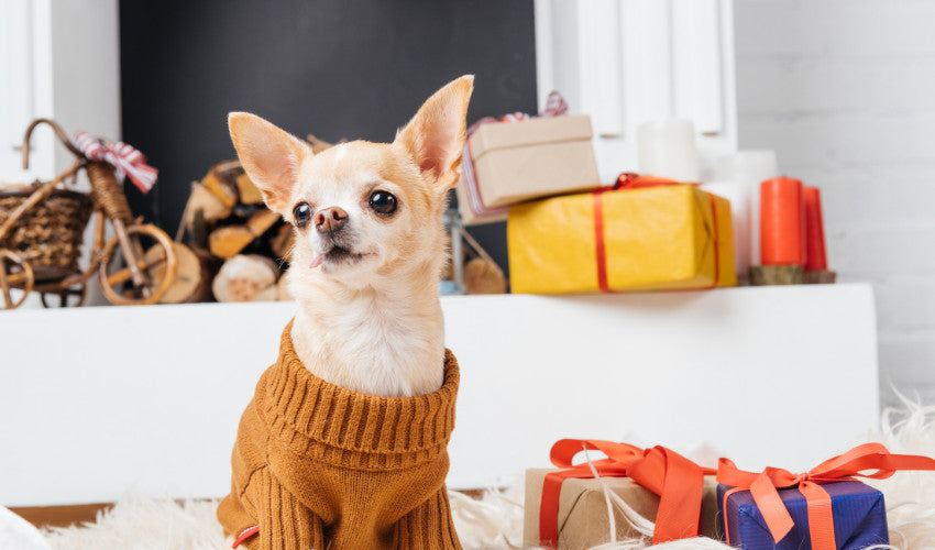 How to Keep Your Pet Cozy and Warm This Fall — Concord Pet Foods