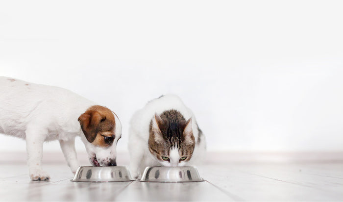 Loving Pets Wooden Modern Diner Dog Bowl — Concord Pet Foods & Supplies