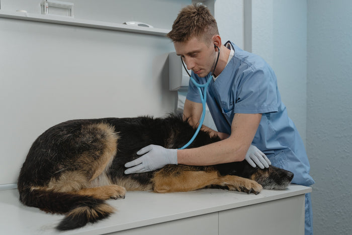 How to Treat Ringworm in Dogs and Cats