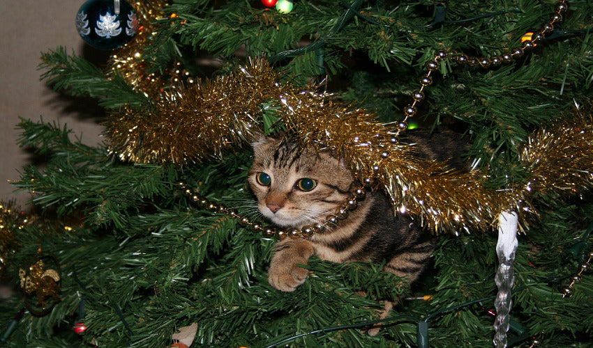 Tips to Keep Pets and Christmas Trees Separate