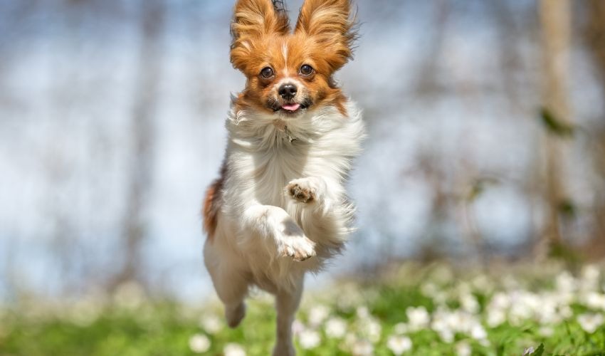 Spring Pet Care Tips: Keep Your Pet Happy & Healthy This Season ...