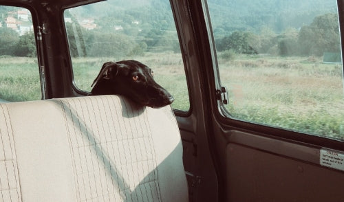 Why It's Important Not to Leave Your Pets in the Car During Hot Summer Months