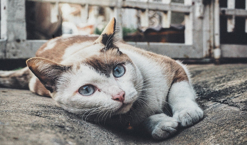 What We Can Do to Help With Feline UTIs